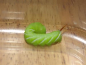 horned tomato caterpillar