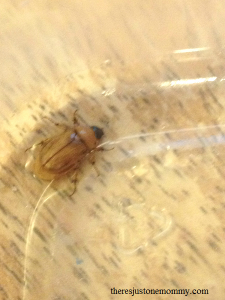 beetle in bug study
