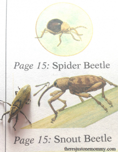 identifying bugs in bug study