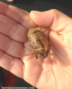 cicada found in bug hunt