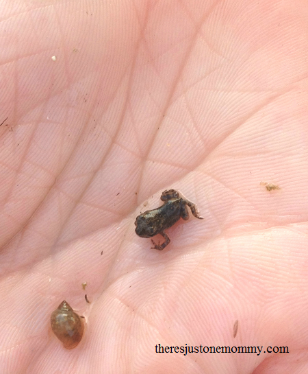 froglet: studying frogs and tadpoles