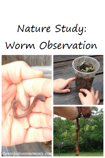 Nature Study: worm observation