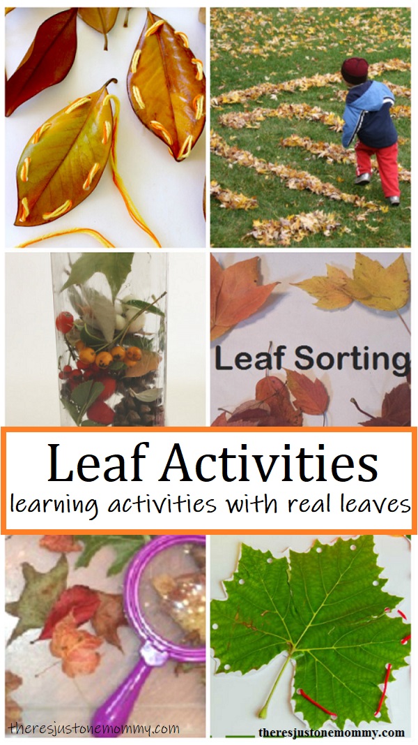 learning activities with real leaves