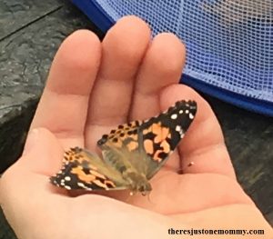 Raising butterflies? After you release them, let the kids make their own homemade butterfly feeder!