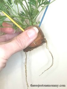 carrot experiment for kids: learn about plant roots by growing a carrot top