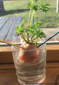 simple kids science experiment -- growing carrot tops