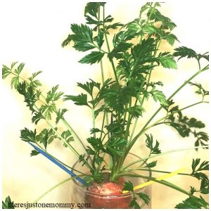growing carrot tops is a fun, hands-on gardening activity kids can do all year long